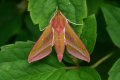 Moths: Elephant Hawk-moth (Deilephila elpenor)